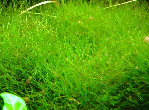 Java Moss
